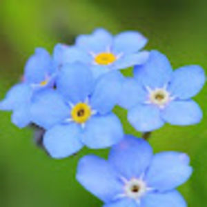 Meet your Posher, Rose